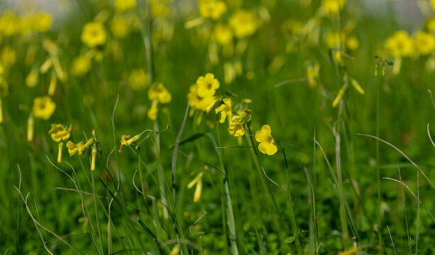 Yellow Dandelions On Grass