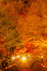 日本の美しい紅葉