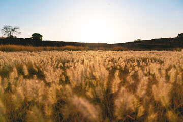 Fototapeta premium Sun kissed Weeds