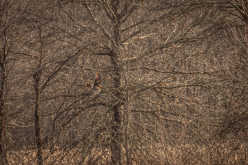 Female Northern Harrier flies over the marsh while hunting