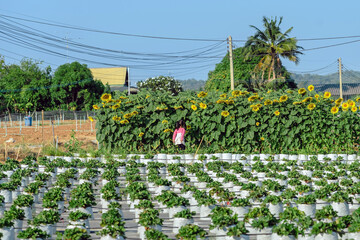 Happiness young girl having fun and cheerful in the organic strawberry farm on warm sunny day. New generation with agriculture. Kid on strawberry plantation field. Outdoor summer fun in countryside.