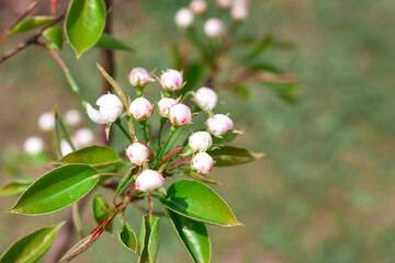 A young pear seedling blooms in early spring in the garden. Growing fruit trees.