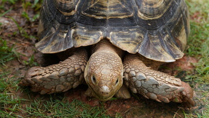 Obraz premium Astrochelys radiata | Radiated tortoise | 射紋龜