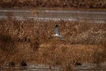 Male Northern Harrier flies over the marsh