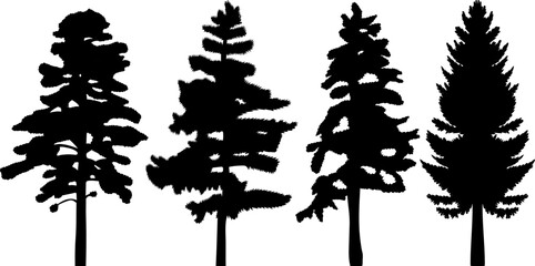 black spruce silhouette, pine tree design vector isolated