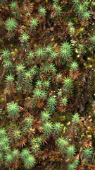 Moss growing on the floor of the cloud forest at the high altitude Paraiso Quetzal Lodge, outside of San Jose, Costa Rica