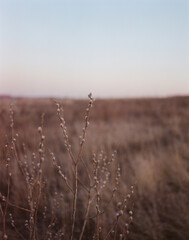 Verba on the spring field