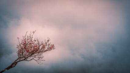 A branch in the fog,Backgroung2
