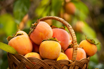 Basket with ripe persimmon fruits on a natural green garden background.