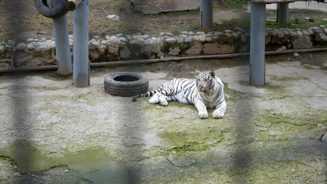 White tiger lying on ground in zoo