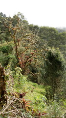 Red bromeliads growing in a scraggly tree in the cloud forest, at the high altitude Paraiso Quetzal Lodge, outside of San Jose, Costa Rica