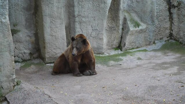 Bear in the zoo doing funny exercises