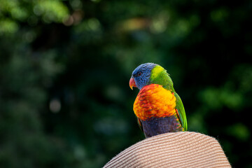rainbow lorikeet parrot