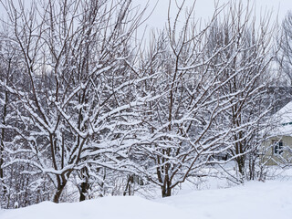 Trees in orchard which are covered in snow.