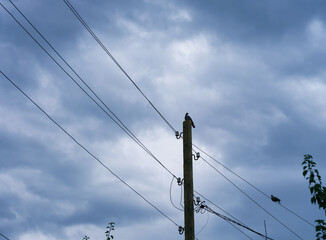 A wooden pole with electric lines and pigeons sitting on it against cloudy sky.