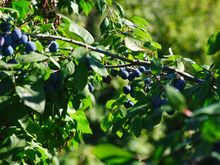 Blackthorn fruits (Prunus spinosa) growing on tree branches - obrazy, fototapety, plakaty