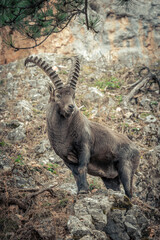 A male ibex in the Alps2