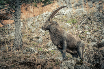 A male ibex in the Alps4