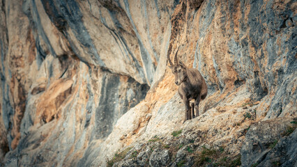 A male ibex in the Alps6mm