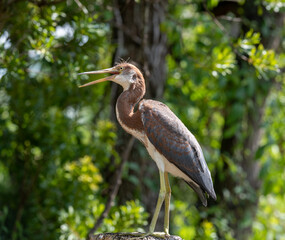 heron