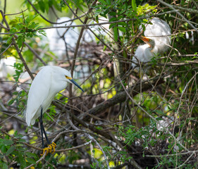 snowy egret perched on a branch