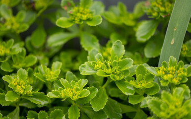 leaves of a plant