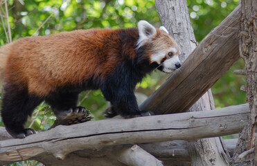 animals wildlife nature