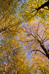 Fototapeta premium Chiome di alberi puntati verso il cielo