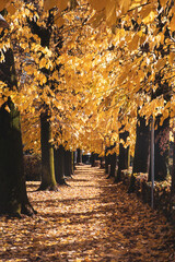 Viale di alberi di tigli con foglie dorate autunnali