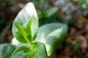 緑の葉っぱ　新芽のイメージ