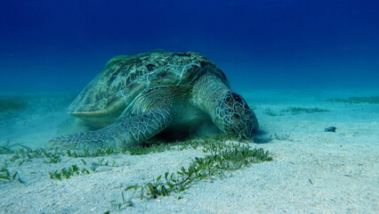 Big Green turtle on the reefs of the Red Sea.
Green turtles are the largest of all sea turtles. A typical adult is 3 to 4 feet long and weighs between 300 and 350 pounds.
