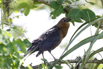 Aves de hermosos colores de la fauna de Caldas Colombia