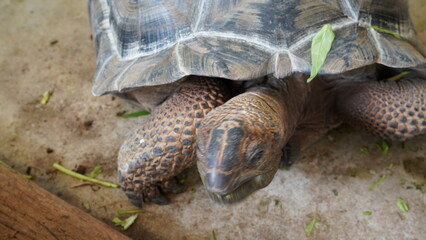 Centrochelys sulcata | 蘇卡達象龜 | African Spurred Tortoise | Grooved Tortoise | Sahel Tortoise