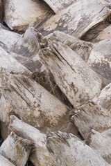 Textured beige palm trunk close up