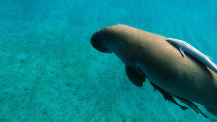 Naklejka premium Dugongo. Sea Cow in Marsa Alam. Marsa Mubarak bay.