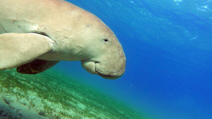 Dugongo. Sea Cow in Marsa Alam. Marsa Mubarak bay.