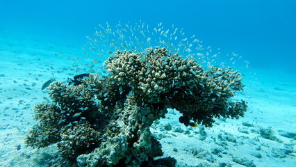 Colorful tropical fish on a coral reef, amazingly beautiful fairy world. In the coral gardens of the Red Sea.