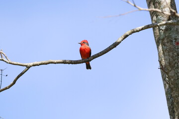 Aves de hermosos colores de la fauna de Caldas Colombia