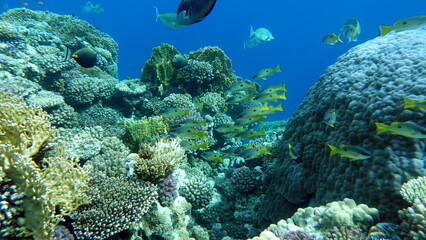 Obraz premium Colorful tropical fish on a coral reef, amazingly beautiful fairy world. In the coral gardens of the Red Sea.