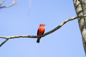 Aves de hermosos colores de la fauna de Caldas Colombia