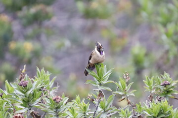 Aves de hermosos colores de la fauna de Caldas Colombia