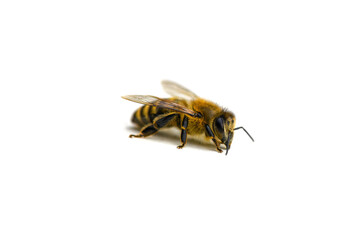 One bee on a white isolated background. Isolate. Macro photography. Selective focus