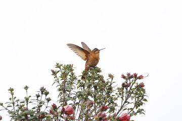 Aves de hermosos colores de la fauna de Caldas Colombia © Santiago