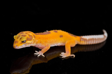 Fototapeta premium Leopard gecko, Eublepharis macularius, tremper albino isolated on black background 
