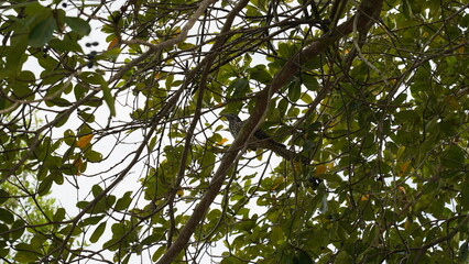 Asian Kole|Eudynamys  scolopacea|噪鹃