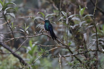 Aves de hermosos colores de la fauna de Caldas Colombia