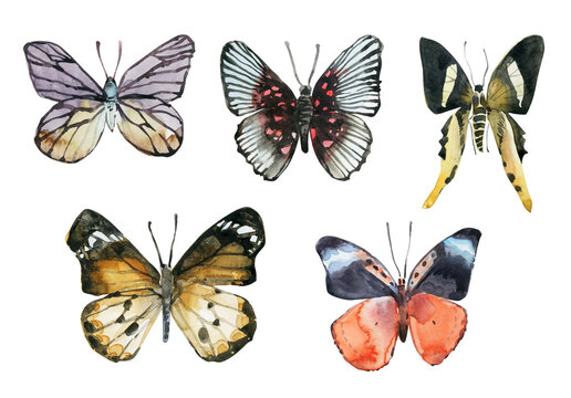 Set with watercolor butterflies. Watercolor illustration.	