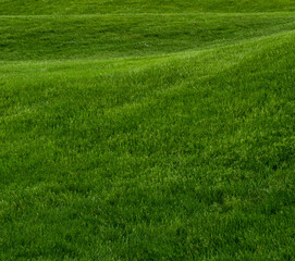 Rolling Hill of Green Grass Square