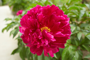 Red flowers of peony in the garden. Summer and spring time.