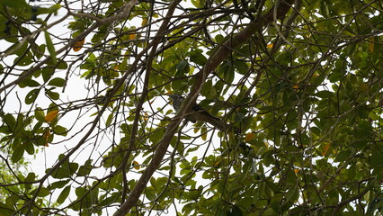 Asian Kole|Eudynamys  scolopacea|噪鹃